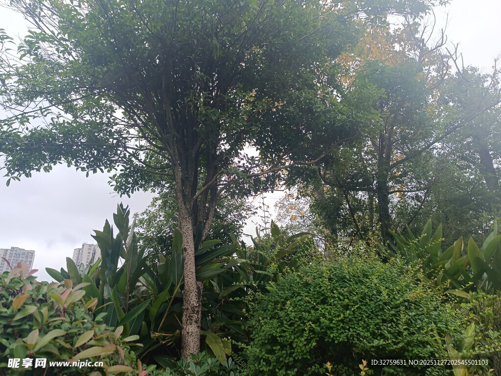 户外繁茂树木与绿植景观