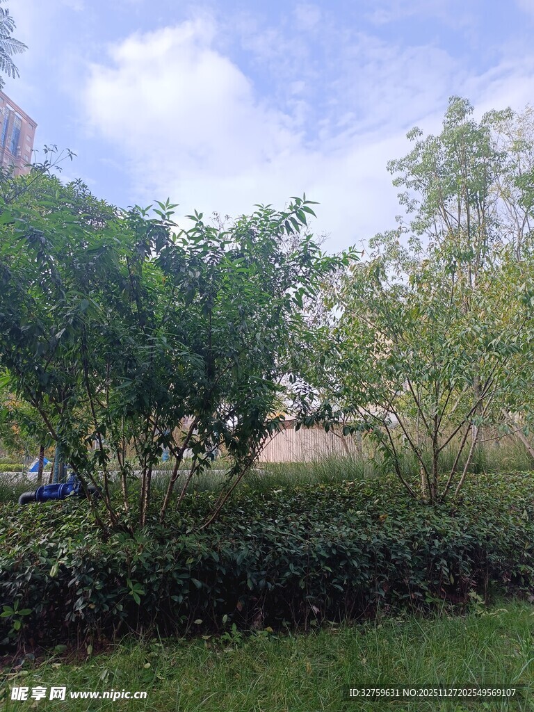 户外绿意盎然的自然景致