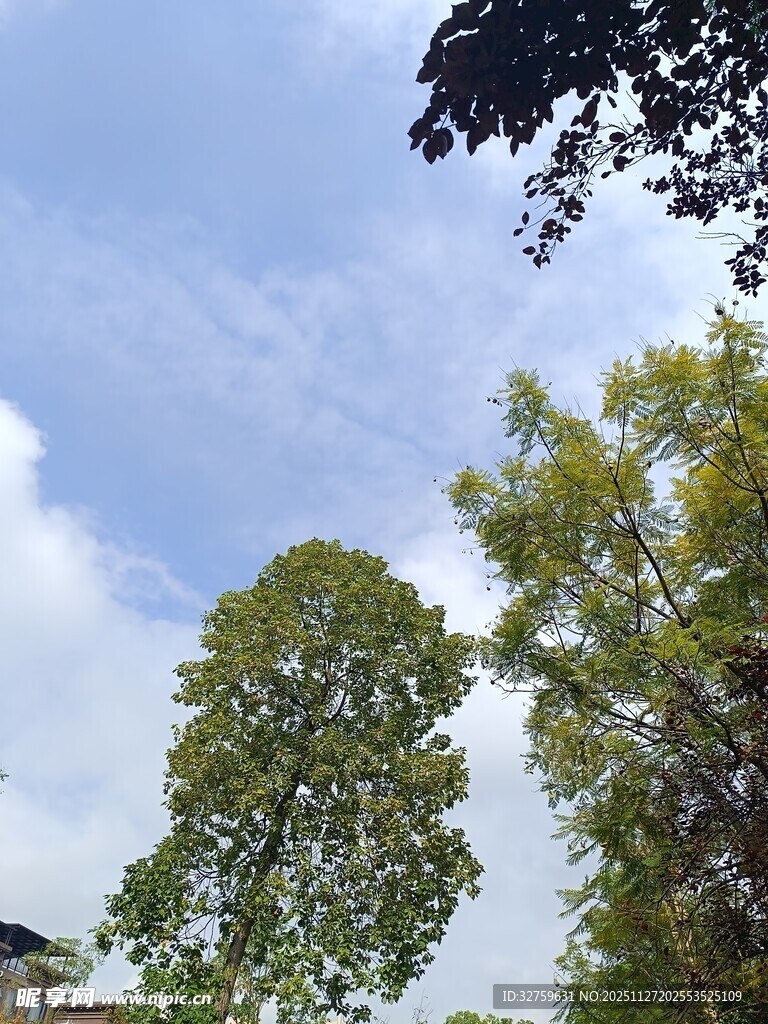 蓝天白云下的葱郁树木