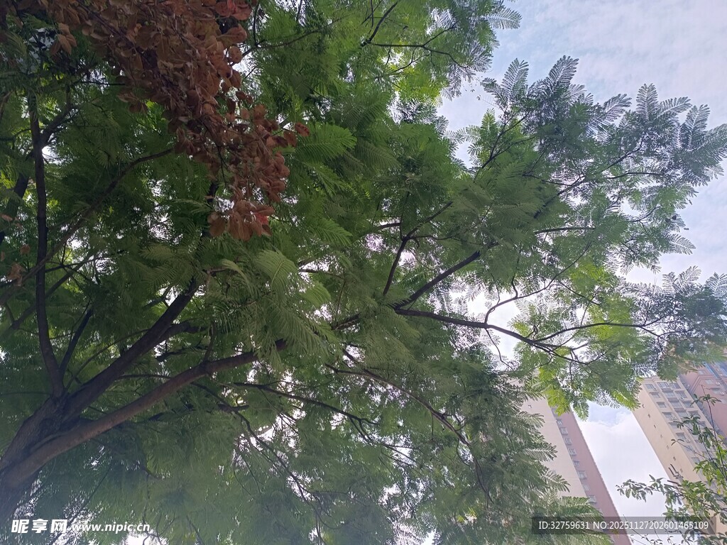 仰视绿树与高楼景象