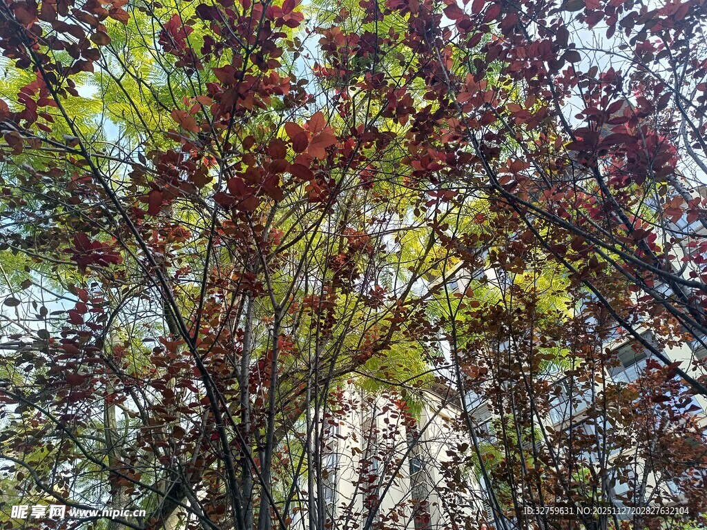 秋日斑斓树木景观