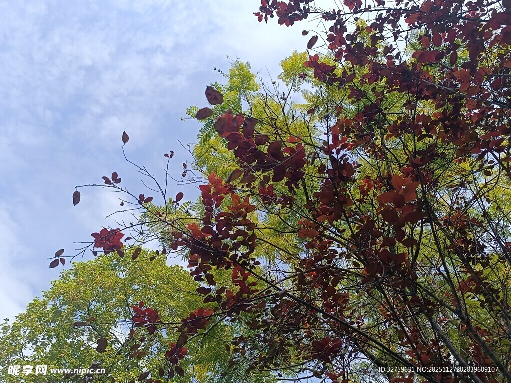 枝头繁花映蓝天