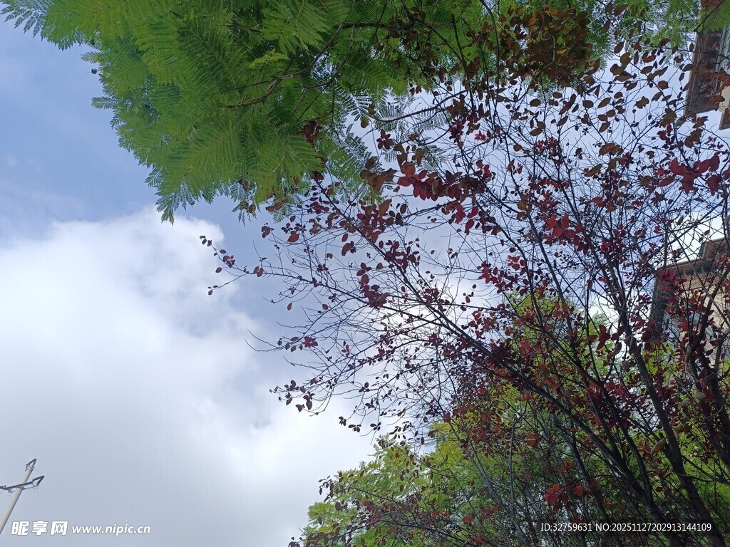 仰望蓝天绿树繁花