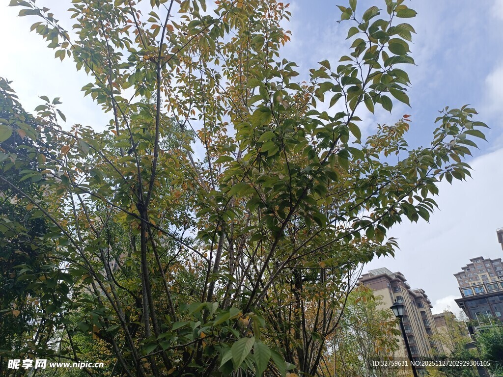 户外翠绿树木与蓝天景象