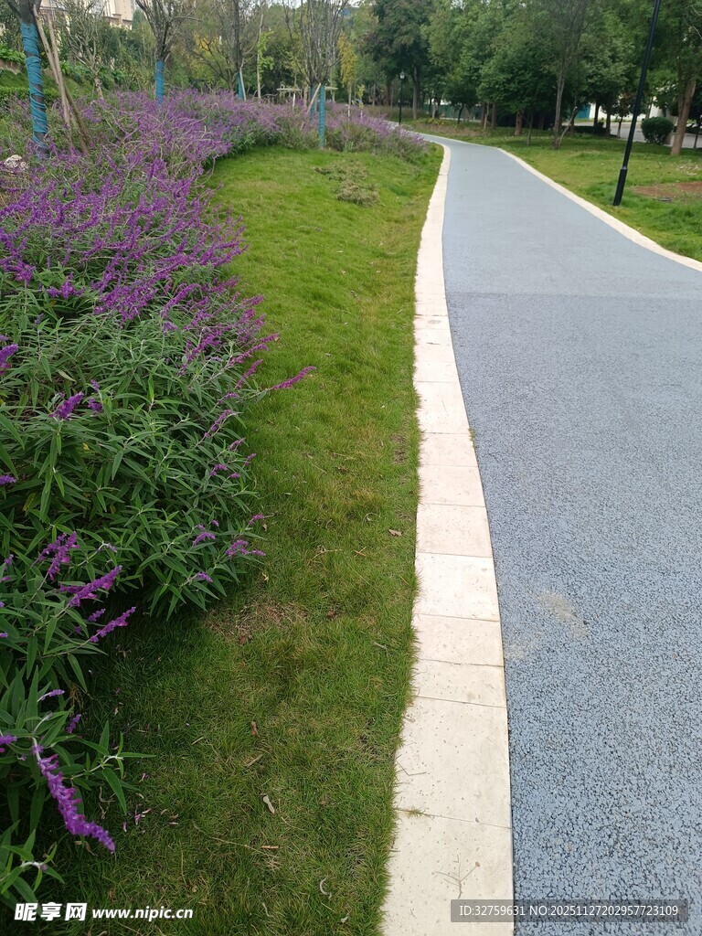 路边紫色花丛与休闲步道