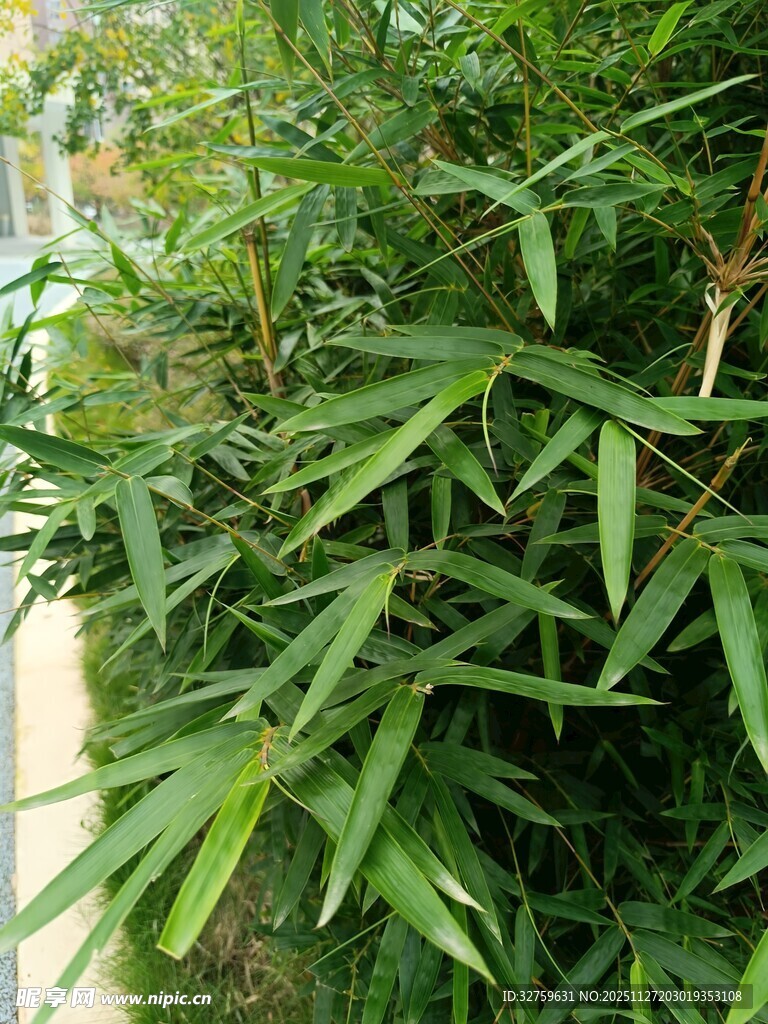 翠绿竹子展现清新生机