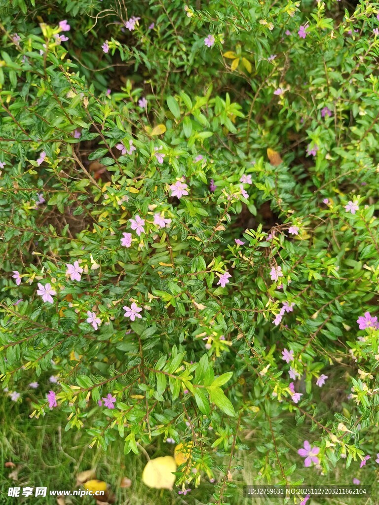 草丛中的紫色小花