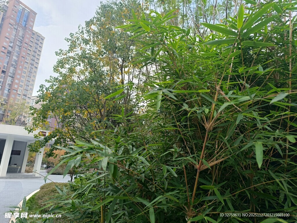 城市中葱郁的绿植景观