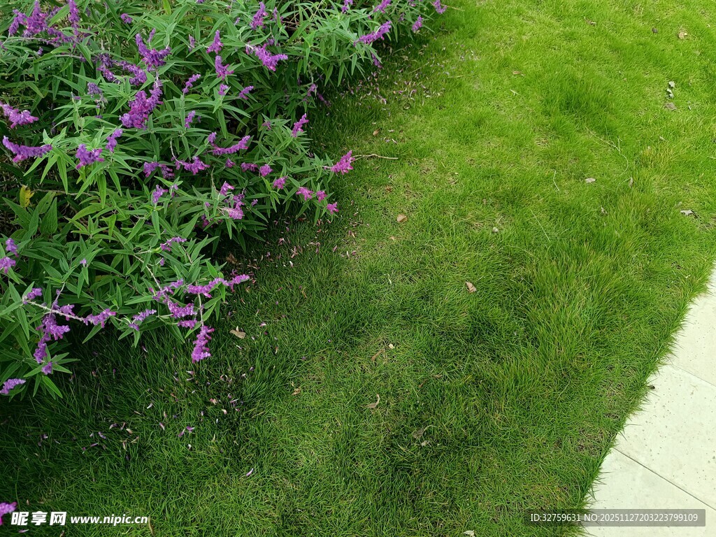 绿草间的紫色花卉景观