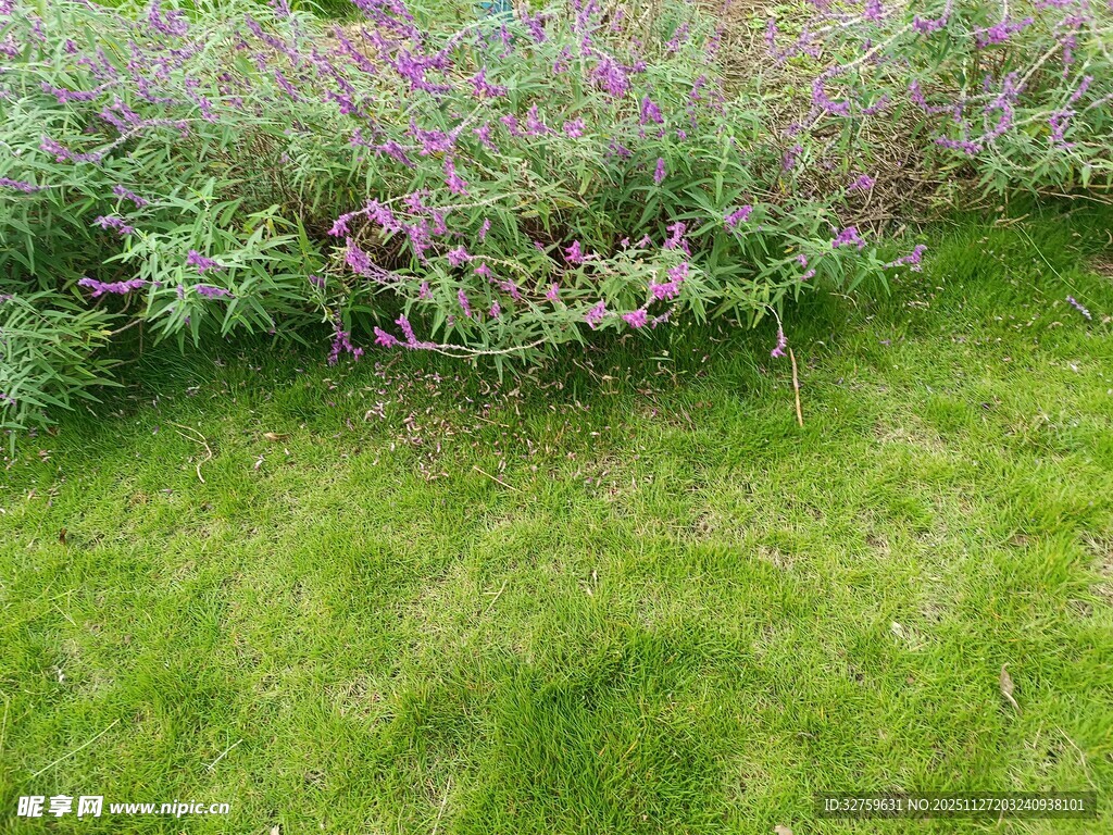绿草繁花的自然景致