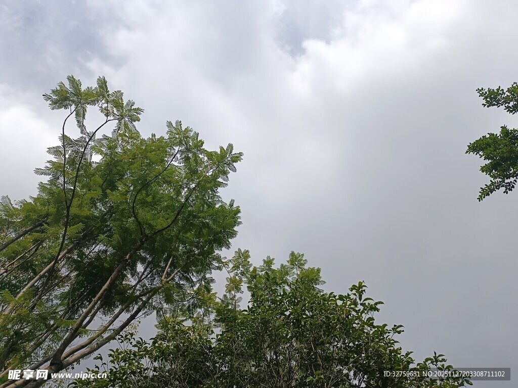 仰视绿树与灰白云层