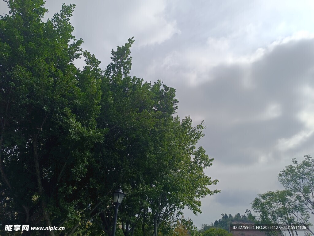 阴天中的繁茂绿树