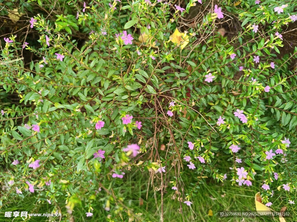 繁茂花丛中的多彩景致