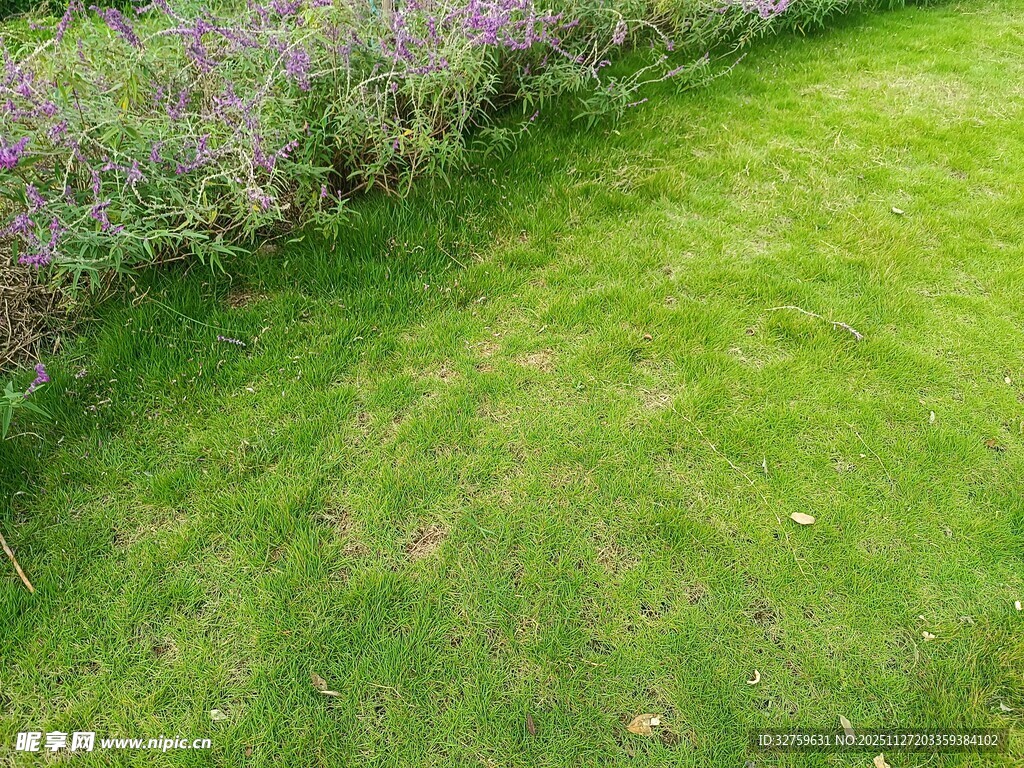 翠绿草坪边的紫色花丛