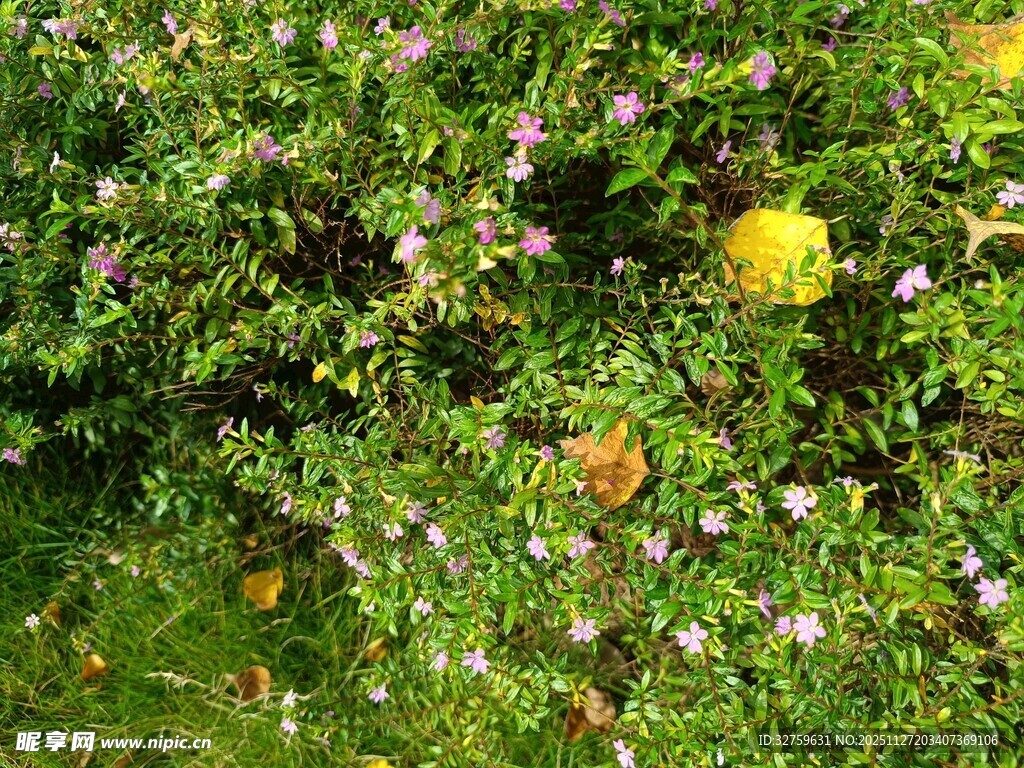 繁茂绿植中的多彩小花