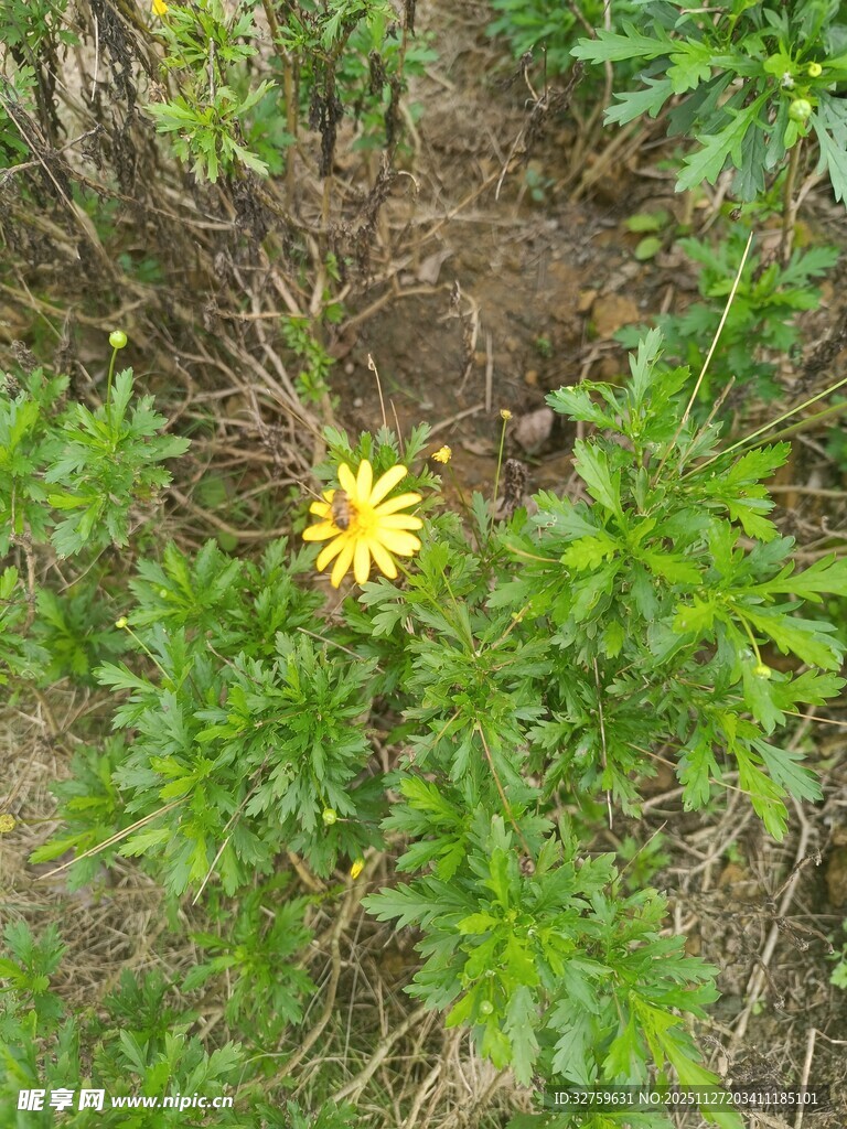 草丛中的黄色小花