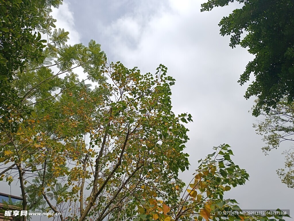 仰视枝叶繁茂的绿树