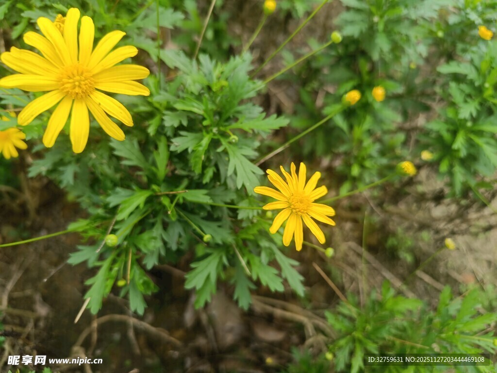 黄色小花绽放于绿叶间
