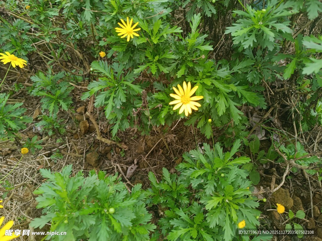 黄色小花绽放于绿叶间