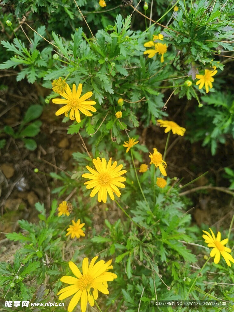 黄色小花绽放于绿叶间
