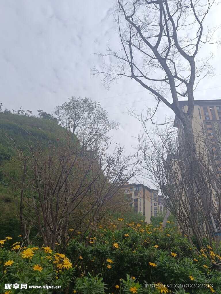 山间黄花与枯树景致