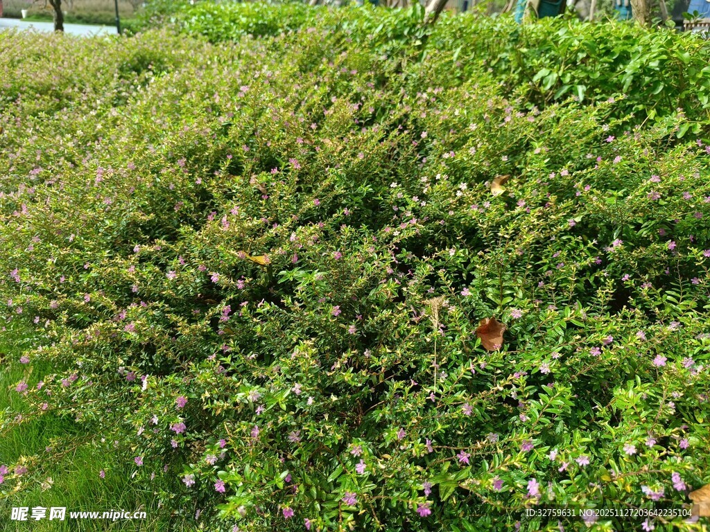 翠绿繁茂的户外灌木丛