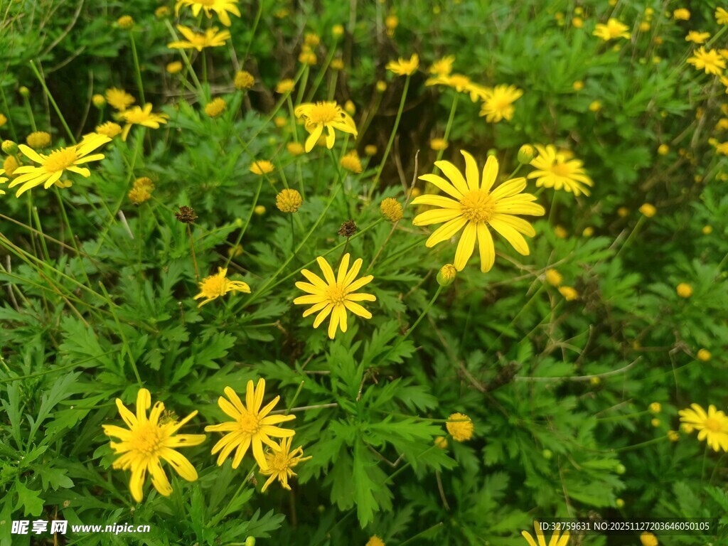 一片灿烂绽放的黄色小花
