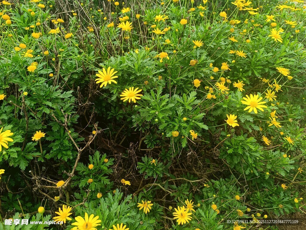 金黄灿烂的野菊花丛