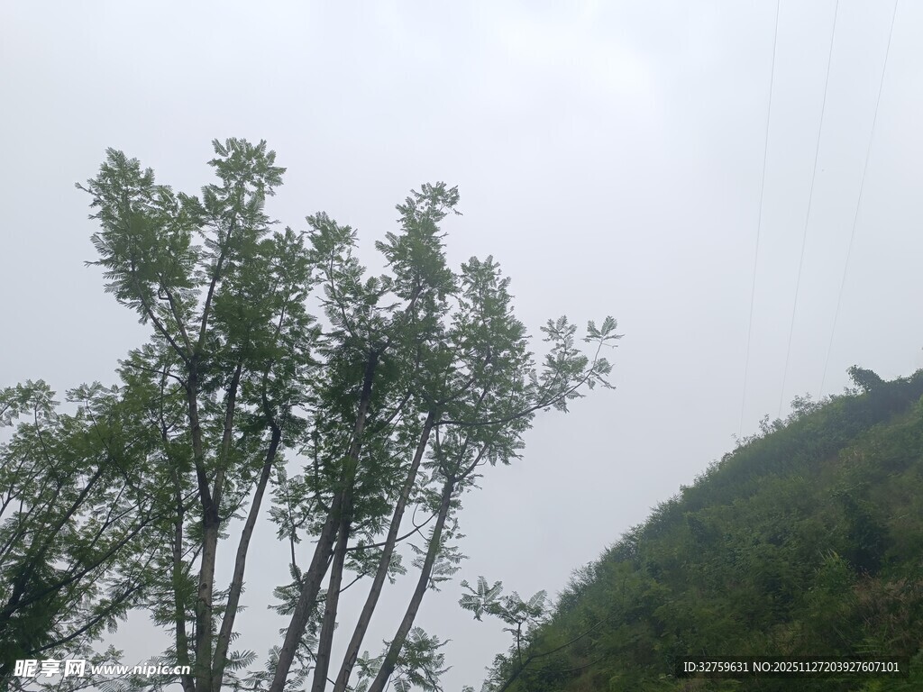 山间树木与朦胧远景