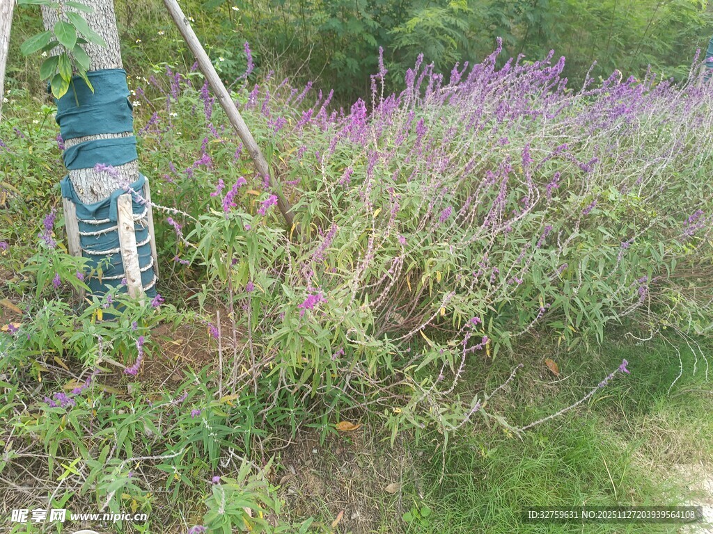 人在紫色花丛中劳作