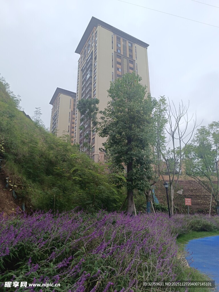 小区内繁花与高楼景致