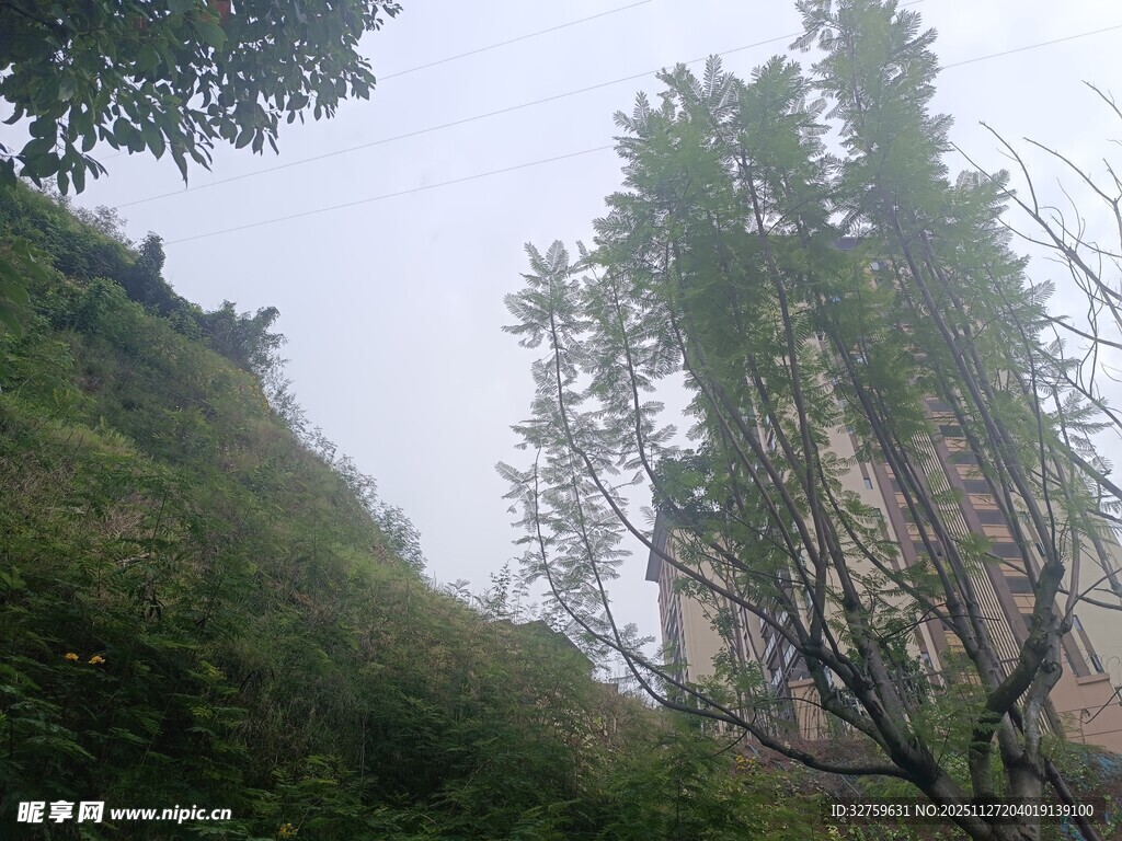 山间葱郁树木与陡峭岩壁