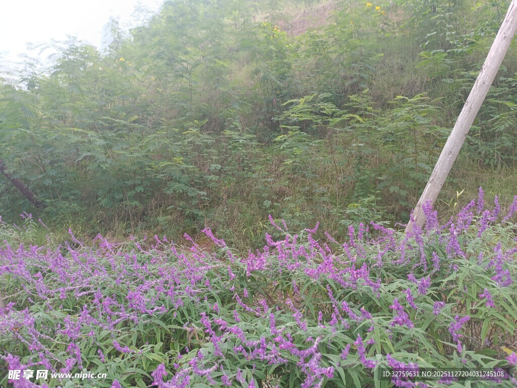 山间紫色花卉繁茂景观