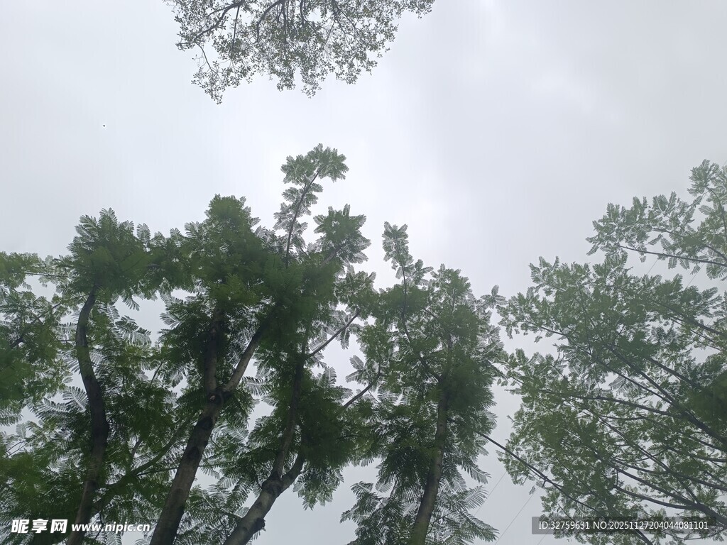 仰视茂密树林树冠