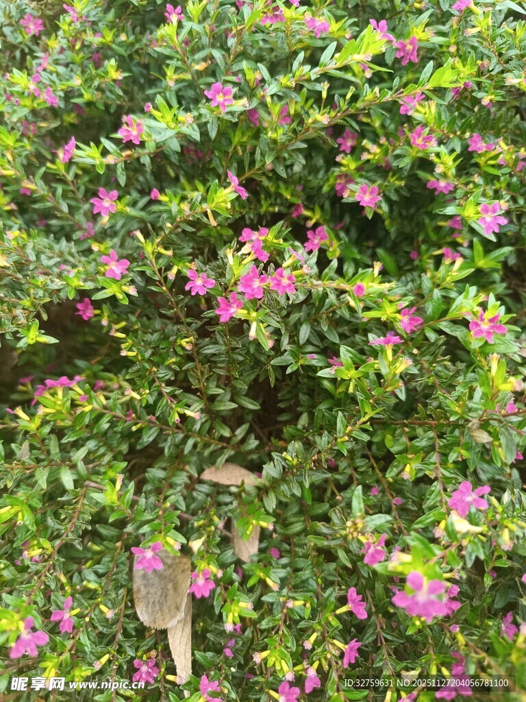 繁花绿叶中的清新景致