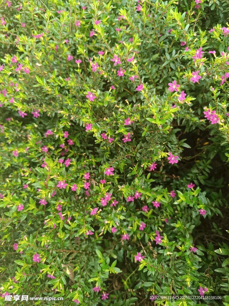 繁茂花丛中的粉色小花