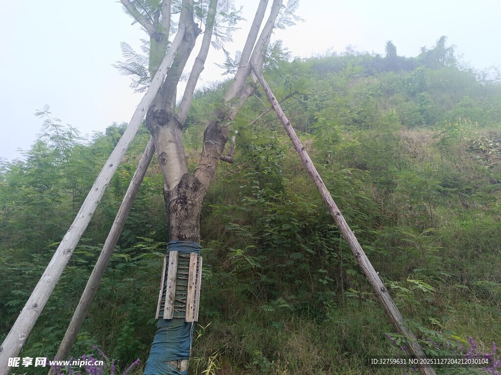 山坡上的树木支撑场景