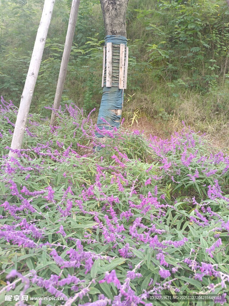 林间秋千伴紫色花丛
