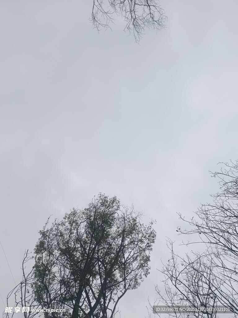 阴天里的光秃树木