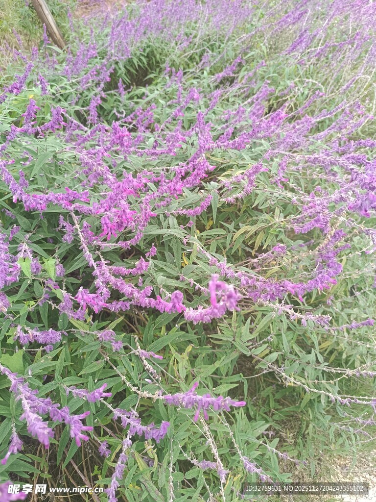 紫色花丛中的美丽景致