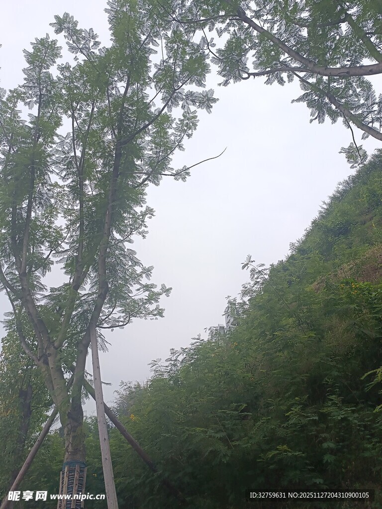 山间树木与简易支架场景