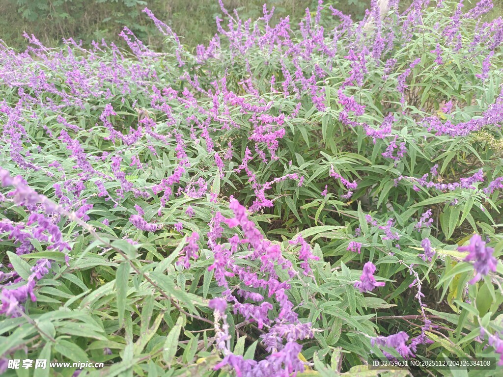 紫色花卉繁茂的植物景观