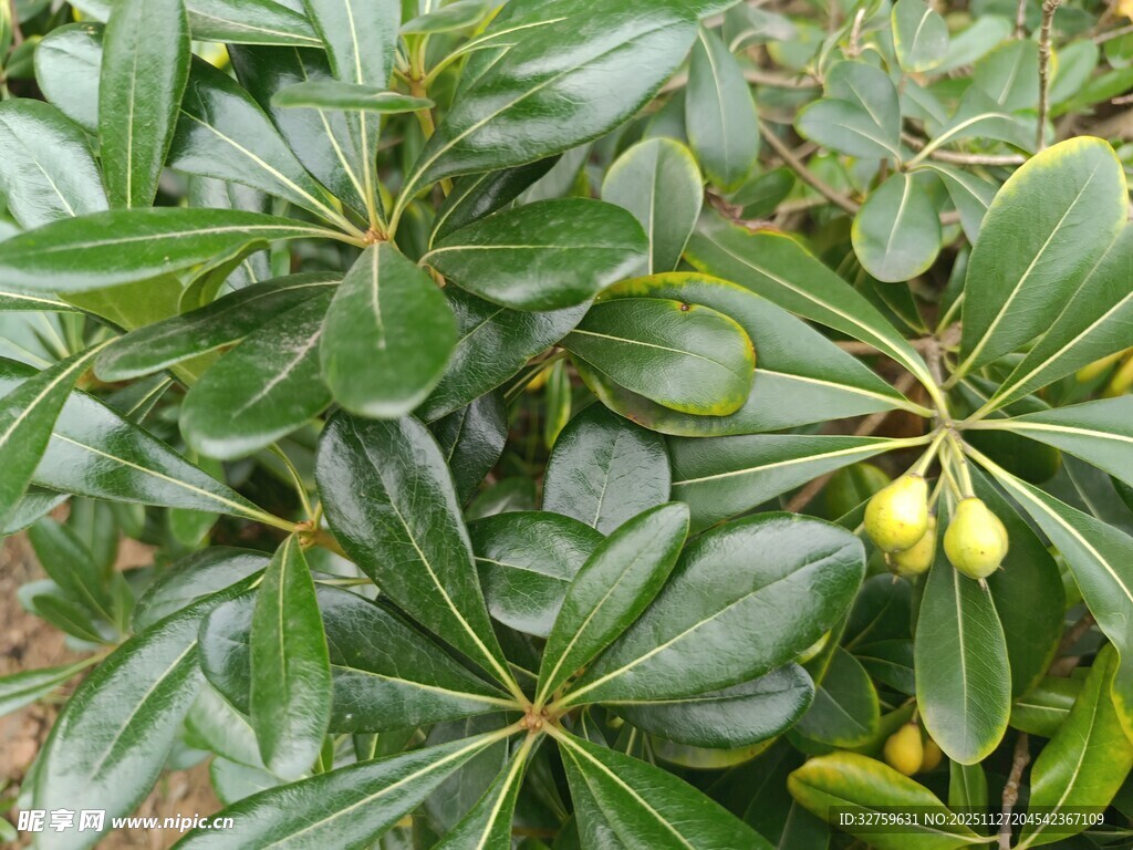 绿叶间的黄色果实