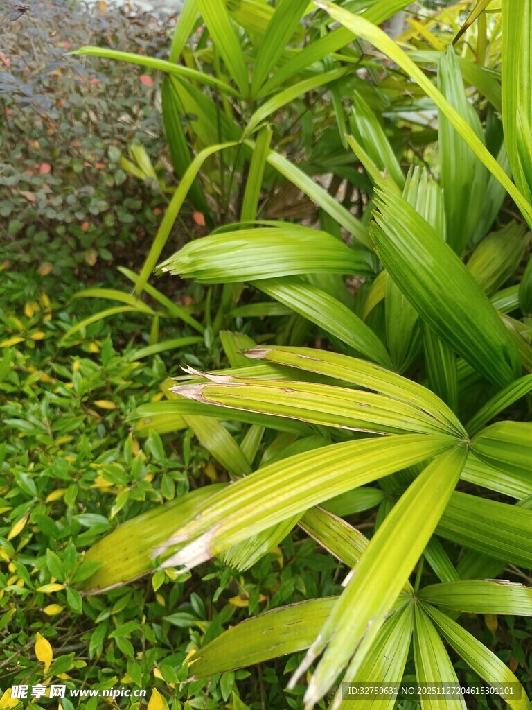 翠绿阔叶植物生机景象
