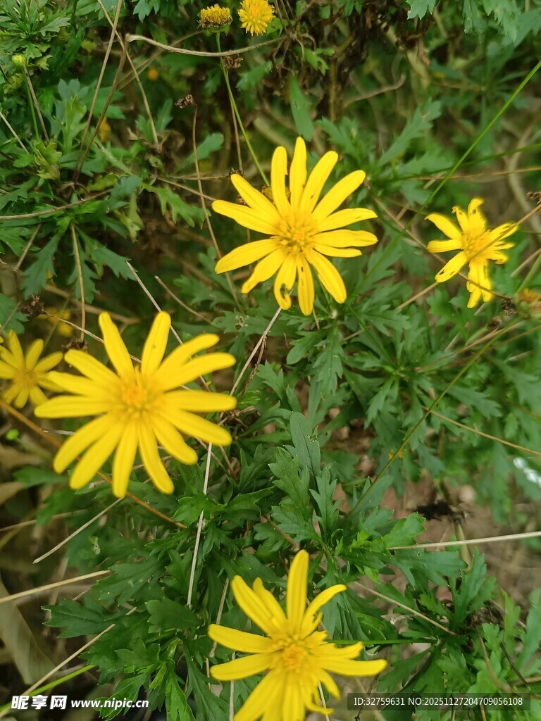 黄色小花绽放于绿叶间