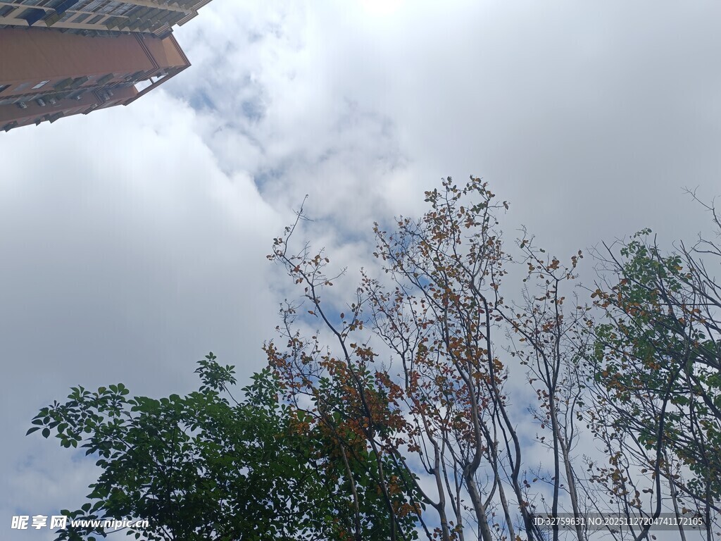 天空下的树木与建筑