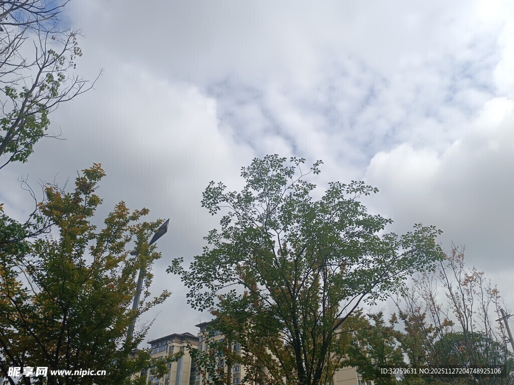 树梢之上的多云天空