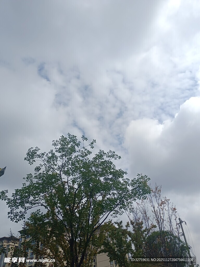 天空下的绿树与云层