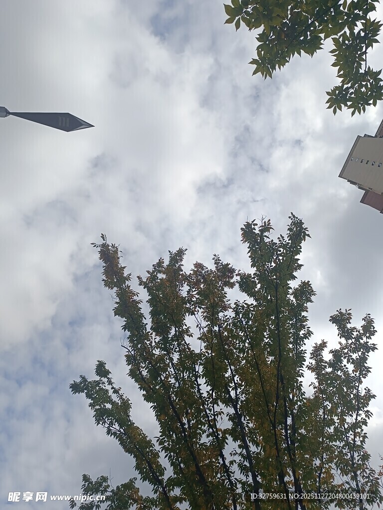 仰视天空下的树木与路灯