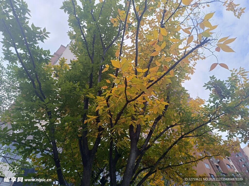 秋日黄叶满树的景致